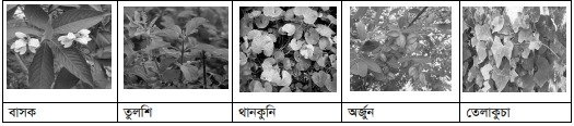 গুরুত্বপূর্ণ ঔষধি উদ্ভিদের সাধারণ পরিচিতি ও তালিকা