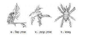 পাট চাষ