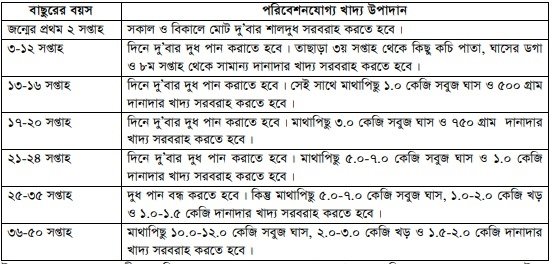 বাছুর পালন