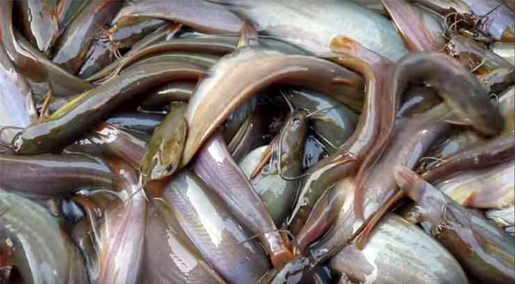 মাগুর মাছ