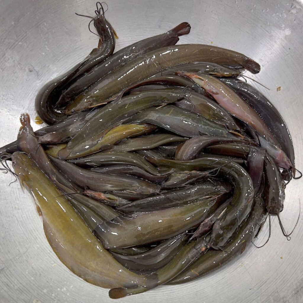 মাগুর মাছ