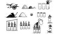 বন নার্সারির বীজ ও চারা উৎপাদন কৌশল 3 বন নার্সারির বীজ ও চারা উৎপাদন কৌশল