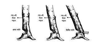 বৃক্ষ কর্তন ও কাঠ সংগ্রহ, কাঠের পরিমাণ 3 বৃক্ষ কর্তন ও কাঠ সংগ্রহ, কাঠের পরিমাণ