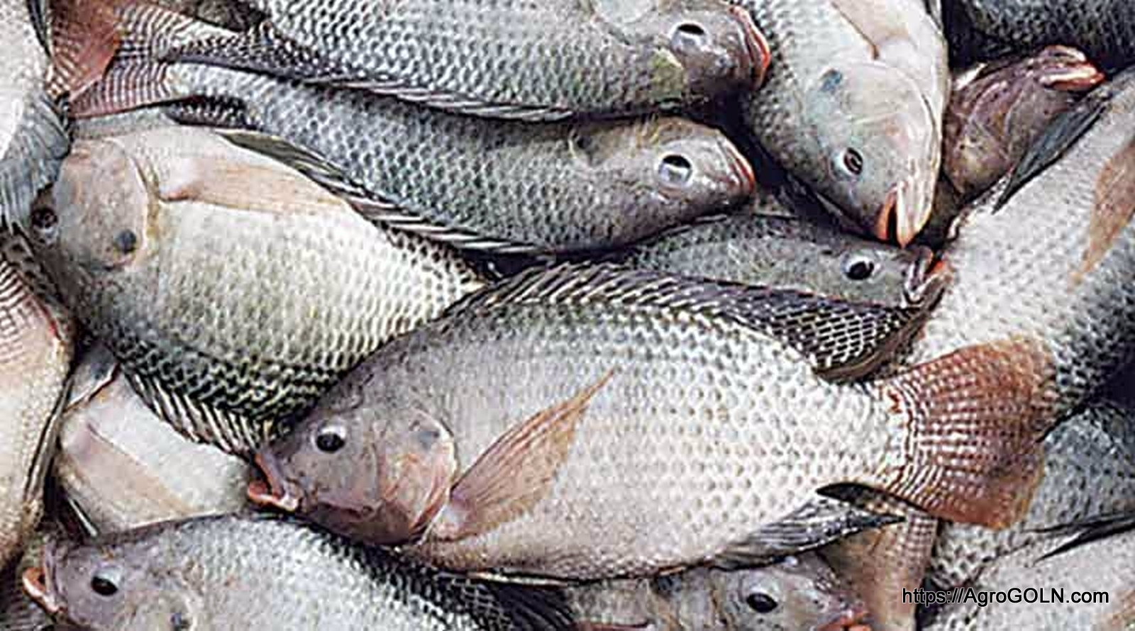 Biofloc Technology Fish Farming বায়োফ্লক পদ্ধতিতে মাছ চাষ 16 মাছ পঁচনের কারণ ও সংরক্ষণ | ইউনিট-৫ , পাঠ - ৫,১ | কৃষি শিক্ষা ২য় পত্র