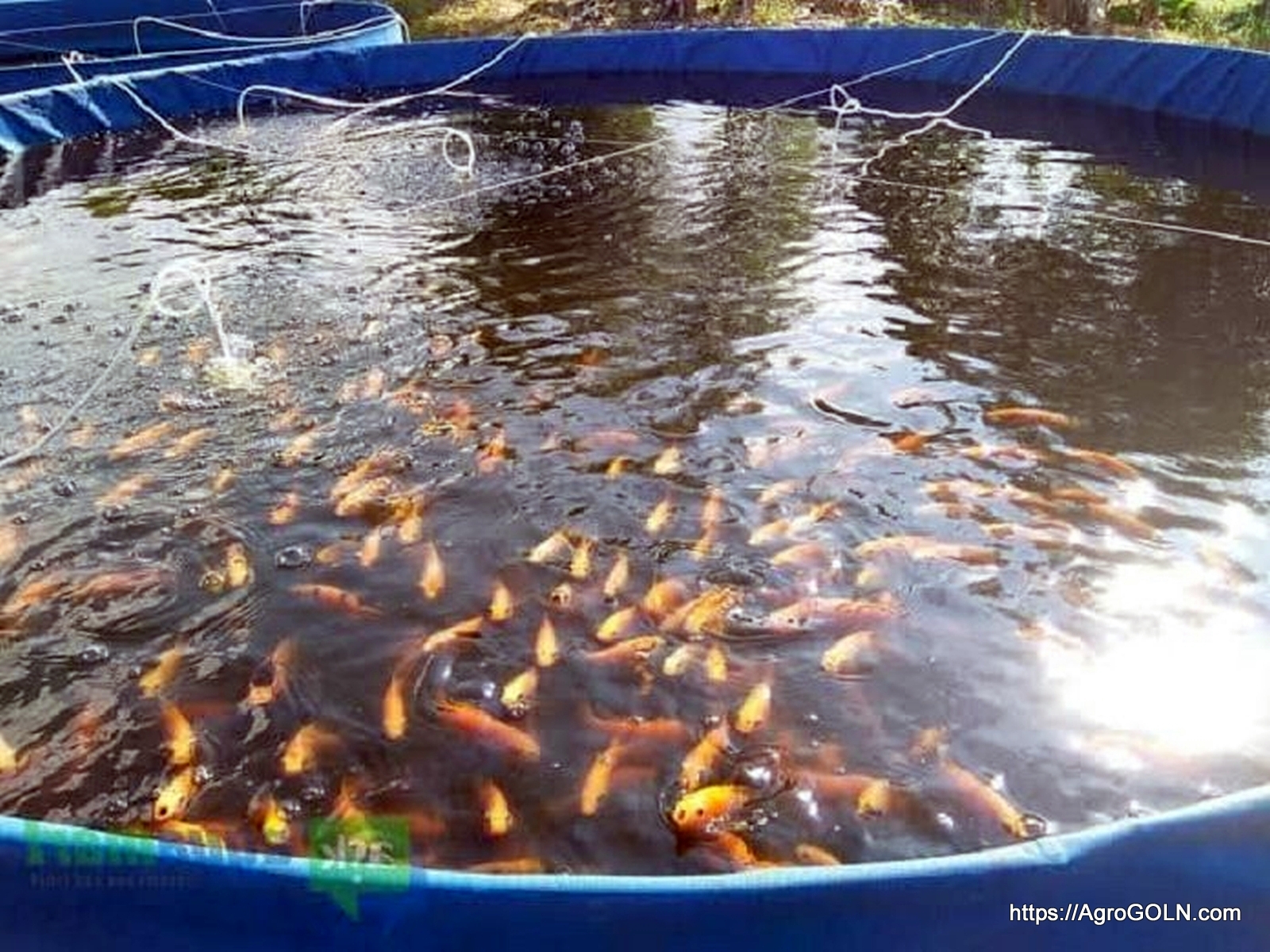 Biofloc Technology Fish Farming বায়োফ্লক পদ্ধতিতে মাছ চাষ 3 কৃষি শিক্ষা ২য় পত্র | উচ্চ মাধ্যমিক | কোড ২৮৮৯
