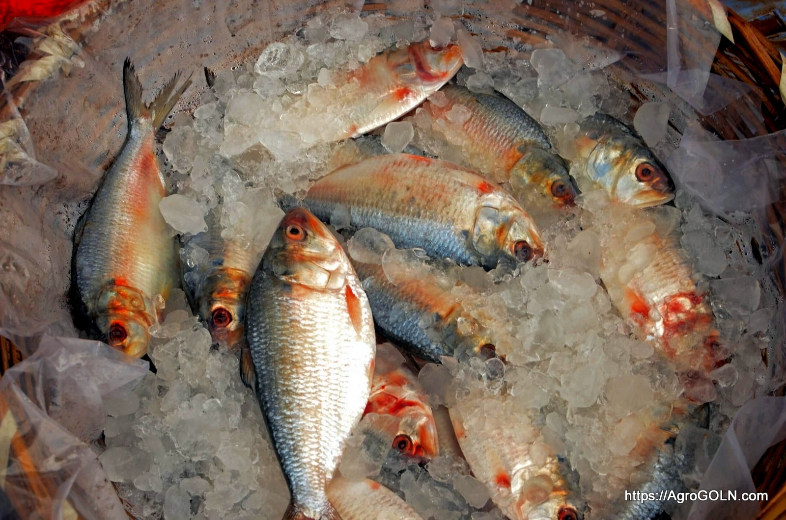 ইলিশ মাছ Tenualosa ilisha 23 ব্যাবহারিক : ফরমালিন শনাক্তকারী কীট দ্বারা ফরমালিনযুক্ত মাছ শনাক্তকরণ | ইউনিট-৫ , পাঠ -৫.৪ | কৃষি শিক্ষা ২য় পত্র