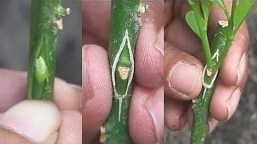 চোখ কলম