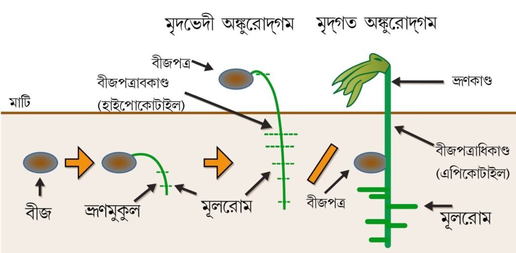 বীজের অঙ্কুরোদগম - বীজের শ্রেণীবিভাগ ও বীজের অপরিহার্য অঙ্গসমূহ