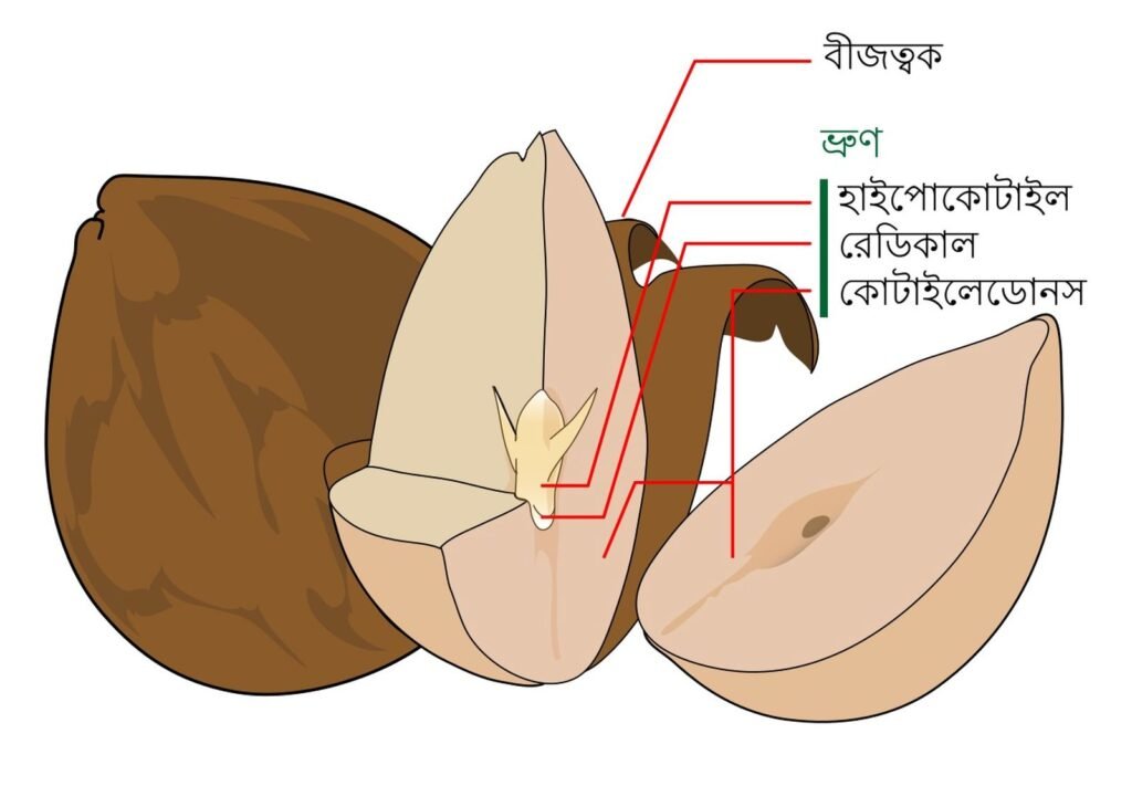 বীজ আবরণ