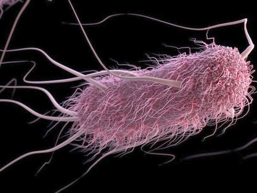 অণুজীব সার