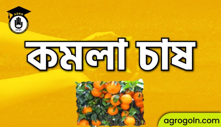 কমলা চাষ