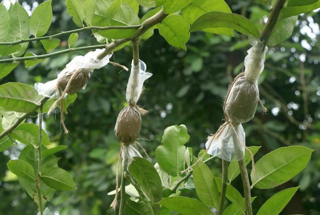 গুটি কলম