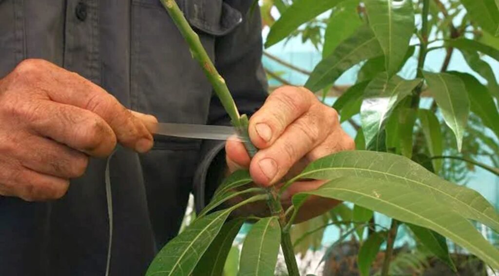 জোড় কলম