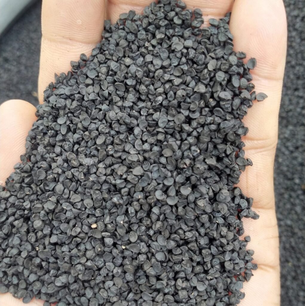 পিঁয়াজ বীজ