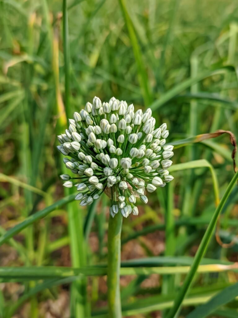 পিঁয়াজ চাষ 4 পেঁয়াজ ফুল