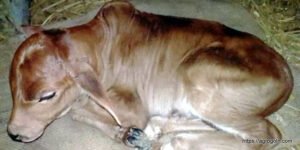 বাছুরের খাদ্য 4 বাছুরের খাদ্য