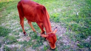 বাছুরের খাদ্য 3 বাছুরের খাদ্য