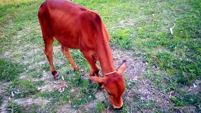 বাছুর 3 বাছুরকে বাদলা রোগের টীকা দান [ ব্যবহারিক ]