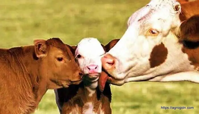 বাছুর