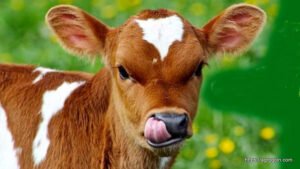 বাছুর ১ নবজাতক বাছুরের যত্ন