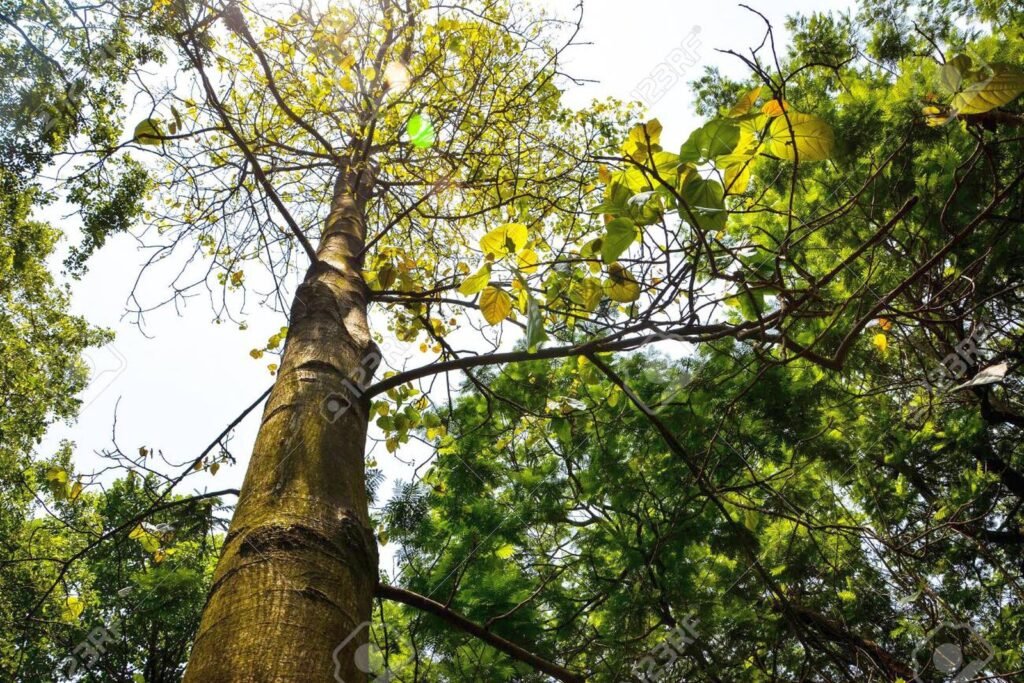 বুদ্ধনারকেল বৃক্ষ