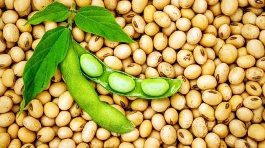 বীজের সুপ্ততা, সুপ্ততার কারণসমূহ ও ভাঙ্গার উপায় 2 সয়াবিন বীজ