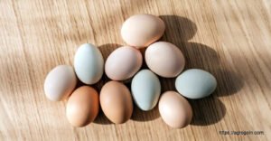 ডিম Egg 14 বাচ্চা ফোটানোর জন্য ডিম বাছাইকরণ ও ডিম ফোটানো পদ্ধতি