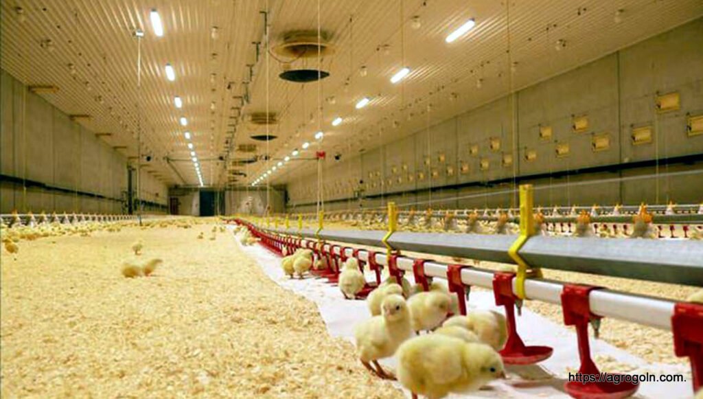 মুরগির ঘরের লাইট [ Lighting in a Poultry ]
