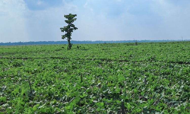 কুমিল্লায় বাণিজ্যিকভাবে ড্রাগন চাষ | সারা সপ্তাহের খবর 