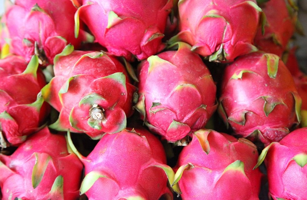 কুমিল্লায় বাণিজ্যিকভাবে ড্রাগন চাষ | সারা সপ্তাহের খবর 