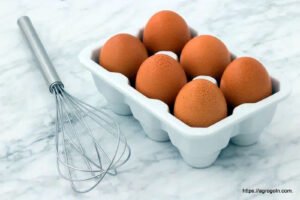 ডিম Egg 1 বাচ্চা ফোটানোর জন্য ডিম বাছাইকরণ ও ডিম ফোটানো পদ্ধতি