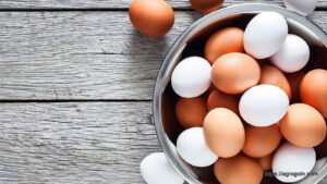 ডিম Egg 10 বাচ্চা ফোটানোর জন্য ডিম বাছাইকরণ ও ডিম ফোটানো পদ্ধতি