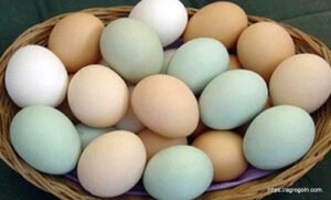 ডিম Egg 11 বাচ্চা ফোটানোর জন্য ডিম বাছাইকরণ ও ডিম ফোটানো পদ্ধতি