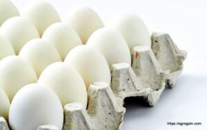 ডিম Egg 13 বাচ্চা ফোটানোর জন্য ডিম বাছাইকরণ ও ডিম ফোটানো পদ্ধতি