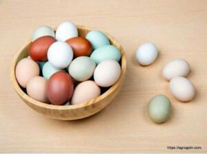 ডিম Egg 2 ডিম অনুর্বর হওয়ার কারণ, ডিমের যত্ন ও সংরক্ষণ