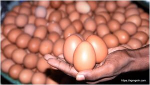 ডিম Egg 20 বাচ্চা ফোটানোর জন্য ডিম বাছাইকরণ ও ডিম ফোটানো পদ্ধতি