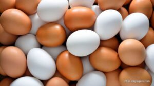 ডিম Egg 21 মুরগির রোগ ব্যবস্থাপনা, ব্রয়লার ও লেয়ার মুরগির দানাদার খাদ্য তৈরি