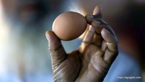 ডিম Egg 22 বাচ্চা ফোটানোর জন্য ডিম বাছাইকরণ ও ডিম ফোটানো পদ্ধতি