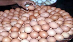 ডিম Egg 24 বাচ্চা ফোটানোর জন্য ডিম বাছাইকরণ ও ডিম ফোটানো পদ্ধতি