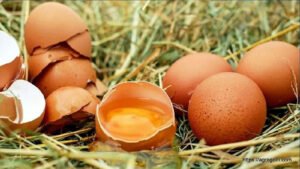 ডিম Egg 25 বাচ্চা ফোটানোর জন্য ডিম বাছাইকরণ ও ডিম ফোটানো পদ্ধতি