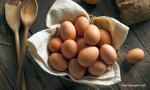 ডিম Egg 27 মুরগির রোগ ব্যবস্থাপনা, ব্রয়লার ও লেয়ার মুরগির দানাদার খাদ্য তৈরি