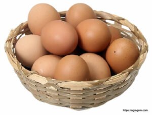 ডিম Egg 28 ডিম অনুর্বর হওয়ার কারণ, ডিমের যত্ন ও সংরক্ষণ