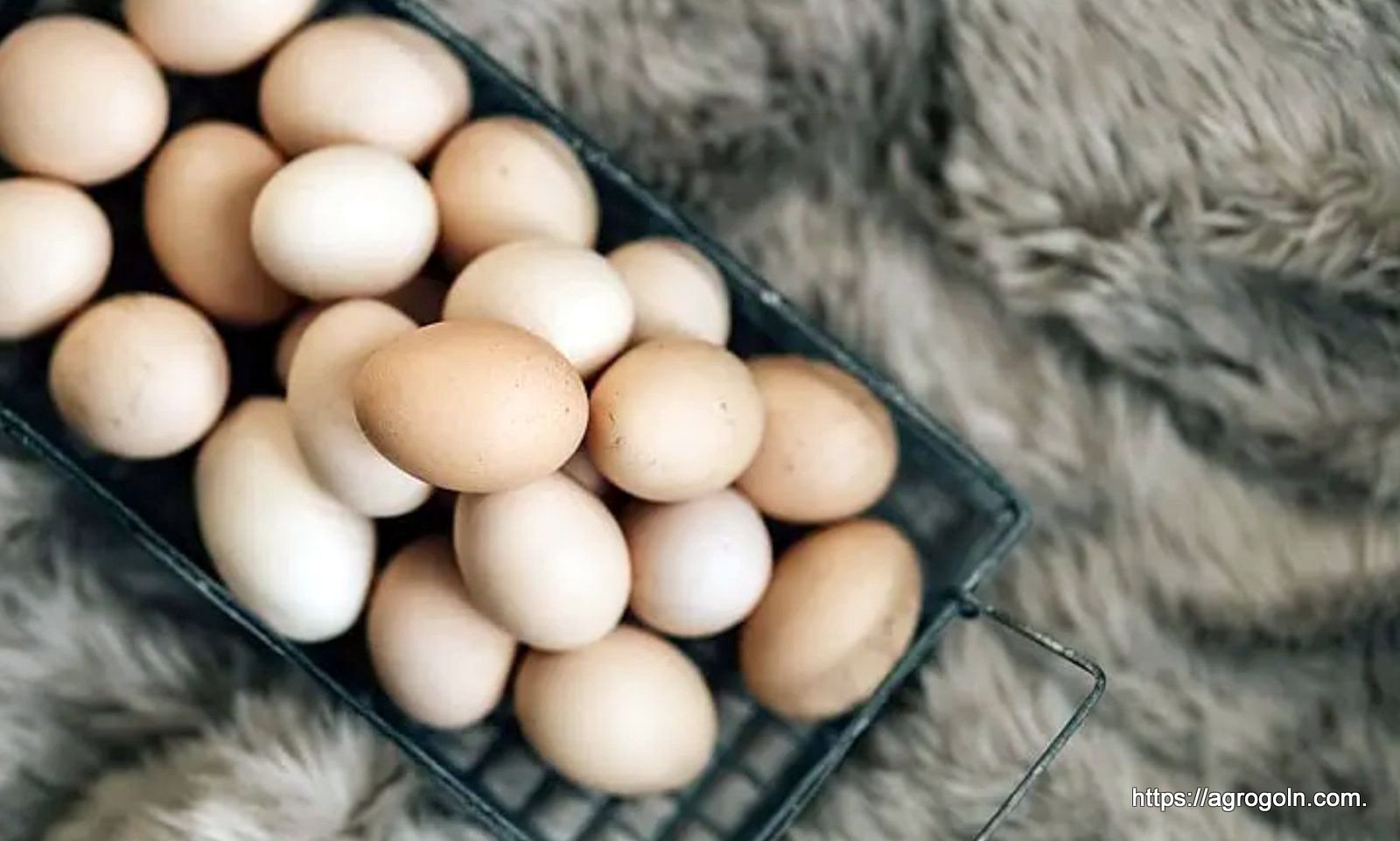 ডিম অনুর্বর হওয়ার কারণ, ডিমের যত্ন ও সংরক্ষণ