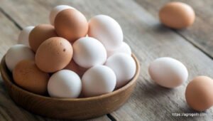 ডিম Egg 4 ডিম অনুর্বর হওয়ার কারণ, ডিমের যত্ন ও সংরক্ষণ