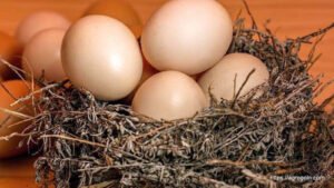 ডিম Egg 6 উর্বর ডিম নির্বাচন , হ্যাচারি পরিদর্শন ও প্রতিবেদন প্রণয়ন বিষয়ক ব্যবহারিক পাঠ