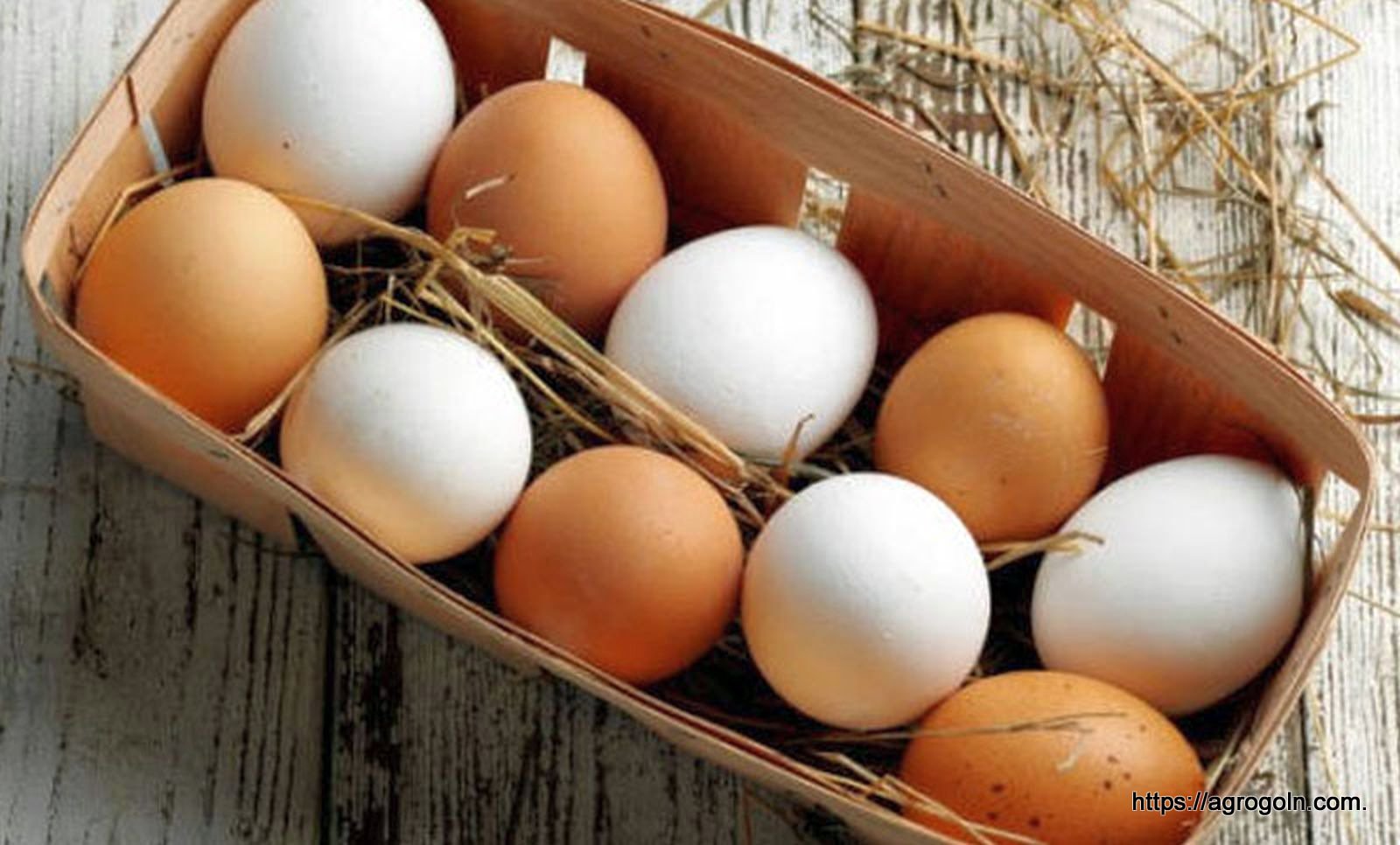 ডিম Egg 8 উর্বর ডিম নির্বাচন , হ্যাচারি পরিদর্শন ও প্রতিবেদন প্রণয়ন বিষয়ক ব্যবহারিক পাঠ