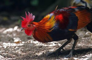 রেড জঙ্গল ফাউল [ Red jungle fowl Gallus gallus ]