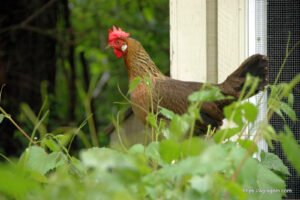 লেগহর্ন মুরগি [ Chicken - Brown Leghorn hen, Ohio ]