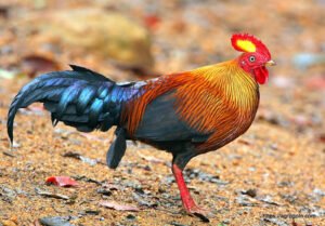 সিলােন জঙ্গল ফাউল [ Ceylon Jungle fowl, Gallus lafayetti ]