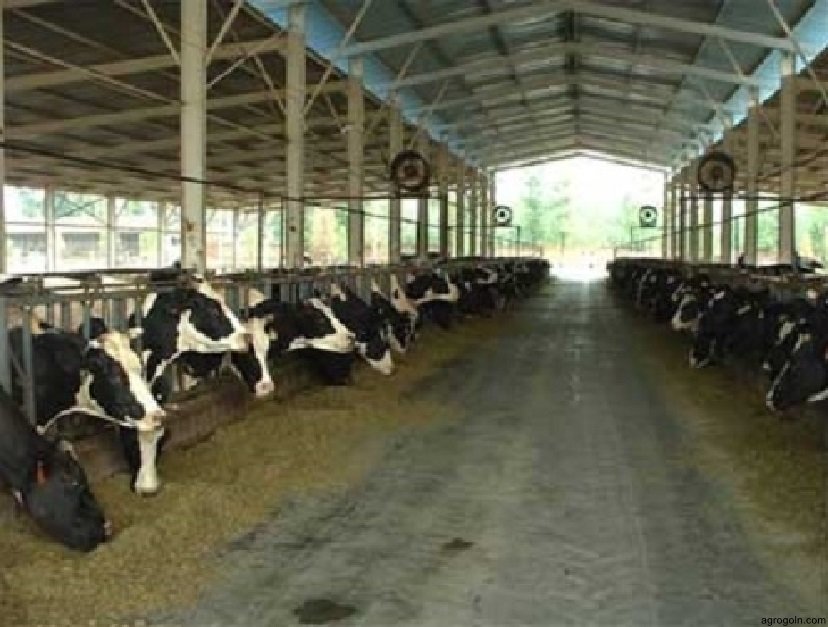 গাভী ও ষাঁড়ের প্রজননতন্ত্র